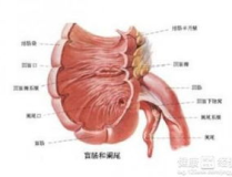 慢性阑尾炎症状,症状解析与自我护理指南
