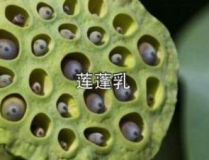 莲蓬乳,蝇蛆病引发的乳房溃烂之谜