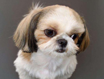 西施犬造型,打造时尚宠物的秘籍