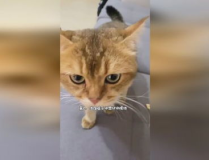 猫发出咕噜咕噜的声音是什么意思,揭秘它们的温柔呼唤
