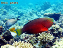 海水观赏鱼论坛,探索海水观赏鱼论坛的海洋奥秘