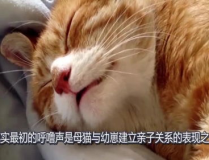 为什么猫会打呼噜,原因、含义与健康警示”