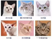 宠物猫名字,宠物猫命名艺术探秘”