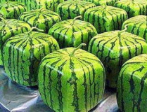 黑料吃瓜网介绍,网络舆论场中的暗流涌动